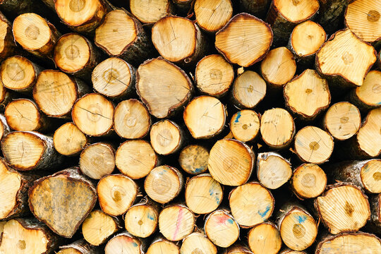 Background image of a cut tree, natural wooden background, logging, timber harvesting, stacked logs