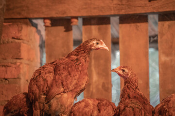 hen and chickens
