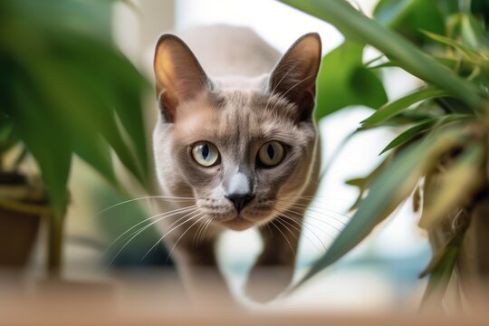 Headshot portrait photography of a happy burmese cat hopping against an indoor plant. With generative AI technology