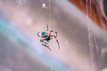 spider hanging from its web
