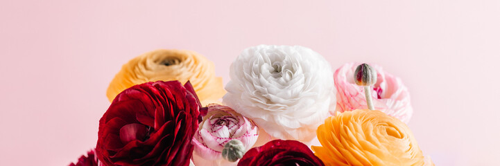 Tender ranunculus flowers in vase on pink background with copy space. Bunch of Persian buttercup in floral arrangements, top view