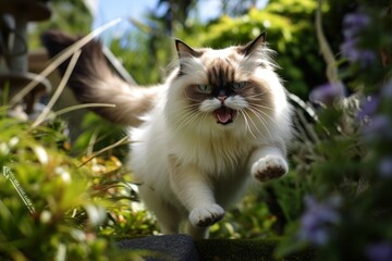 Naklejka na ściany i meble Full-length portrait photography of an angry ragdoll cat playing against a garden backdrop. With generative AI technology