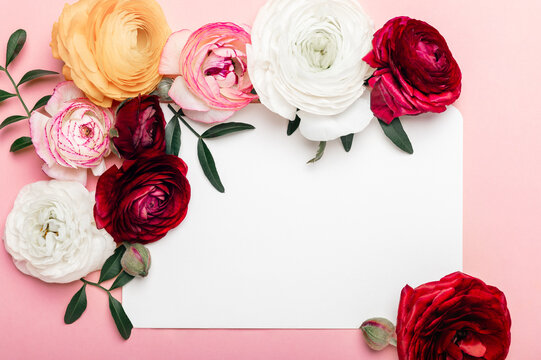 Tender ranunculus flowers as flatlay on pink background with copy space and blank card. Bunch of Persian buttercup in floral arrangements, top view