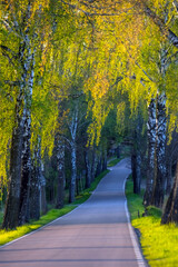 Droga asfaltowa wśród rosnących zielonych drzew.	
