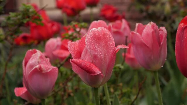 wet tulips on the flowerbed after the rain