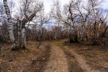 South Ural forest road with a unique landscape, vegetation and diversity of nature.