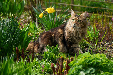 Naklejka na ściany i meble Beautiful brown striped Maine Coon breed cat lying near flowers in the spring garden