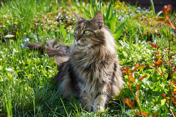 Naklejka na ściany i meble Tabby Maine Coon cat standing in the blooming meadow. Pet walking outdoor adventure. Cat close up. Domostic cat in the garden