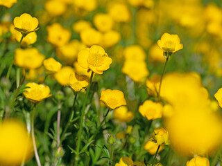 Obraz premium Scharfer Hahnenfuß, Ranunculus acris, im Frühling
