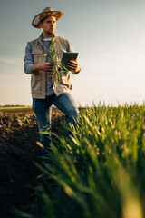 Farmer in the field is holding a digital tablet and a sample plant.