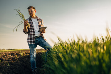 A man is inspecting crops in the field