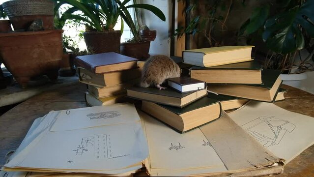 A gray rat and old books.