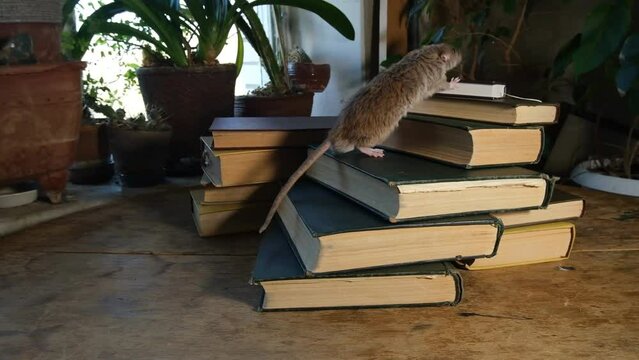 A gray rat and old books.