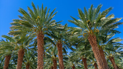 Obraz premium Date Palm Farm