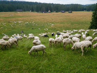 Owce na hali © Piotr