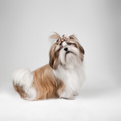 dog shih tzu puppy sitting looking at the camera on a white background