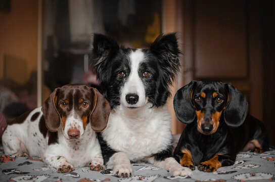 dachshund and border collie dogs cute home pet pictures