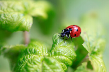 Red ladybug sitting on green plant