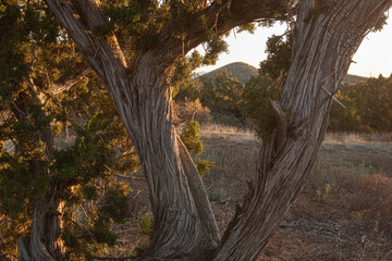 Obraz premium A scenic view of high desert landscape in Santa Fe, New Mexico.