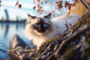 Environmental portrait photography of a curious ragdoll cat climbing against a peaceful riverside. With generative AI technology