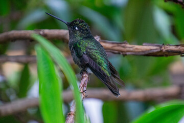 Fototapeta na wymiar Tiny hummingbird