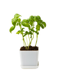 Herbs in a pot. Fresh basil in a pot isolated on white background. Fresh aromatic spicy herbs in a pot. Recipe.