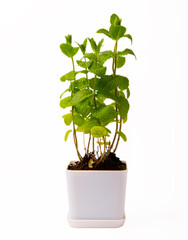 Herbs in a pot. Fresh mint in a pot isolated on white background. Fresh aromatic spicy herbs in a pot. Recipe.