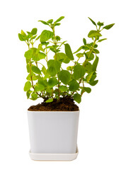 Herbs in a pot. Fresh oregano in a pot isolated on white background. Fresh aromatic spicy herbs in a pot. Recipe.