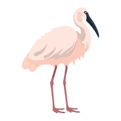 ibis bird on white background