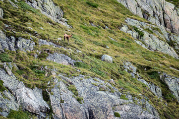 chamois above Grimselsee in the Bernese Alps