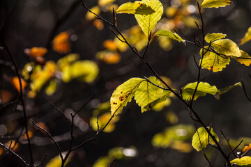 Colorful leaves in forest. Colorful leaves in autumn.
