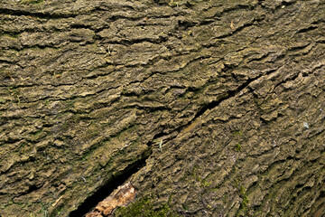 bark of a tree