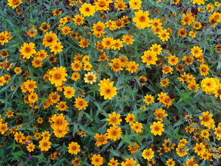 Beautiful Flower collage