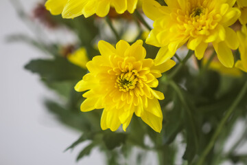 Fototapeta premium Chrysanthemum bouquet on the light soft background.