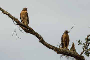 Two Hawks on a Limb