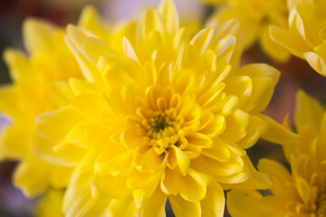 Chrysanthemum bouquet on the light soft background.