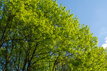 leaves against blue sky