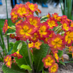 orange primrose bloomed in the city flower bed in spring
