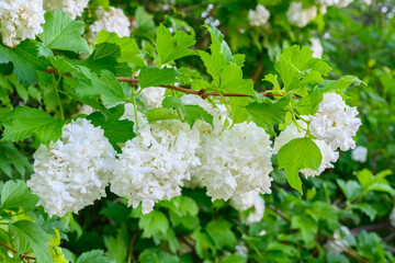 Blooming spring flowers. Large beautiful white balls of blooming Viburnum opulus Roseum (Boule de Neige). White Guelder Rose or Viburnum opulus Sterilis, Snowball Bush, European Snowball is a shrub.