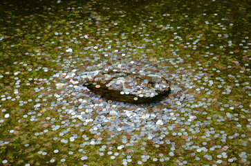 A thousand copper and silver coins on a rock in a lake