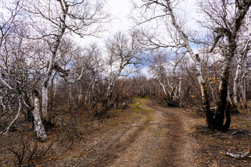 Obraz na płótnie Canvas South Ural forest road with a unique landscape, vegetation and diversity of nature in spring.