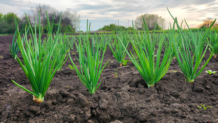 Growing onions on beds. Agriculture.