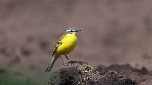 beautiful yellow bird, wagtail, stands on the ground