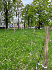 young trees were planted in the city