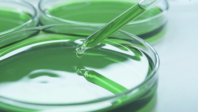Brilliant Green Agar. combination of tryptone, peptone and yeast extract. Pipette Petri Dish Green Liquid. Laboratory. Virus. Mixture of ingredients. indicators, amino acids or antibiotics.