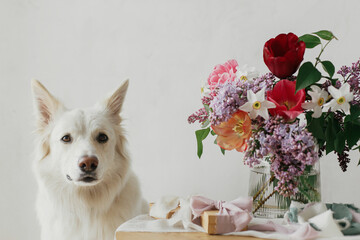 Fototapeta na wymiar Cute dog sitting at stylish gift box and bouquet on wooden table in modern rustic room. Pet love and holidays greetings. Happy Mothers day. Happy Women's day. Adorable white danish spitz doggy