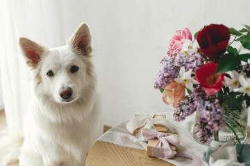 Happy Mothers day. Cute dog sitting at stylish bouquet with gift box and pastel ribbons on wooden table in modern rustic room. Pet and holidays. Happy Women's day. Adorable white danish spitz