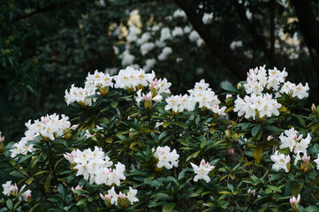 white flowers in the garden
