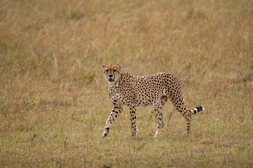 Cheetah in the savannah looking for a prey to hunt, Masai Mara National Park, Kenya. 