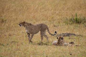Cheetah in the savannah looking for a prey to hunt, Masai Mara National Park, Kenya. 